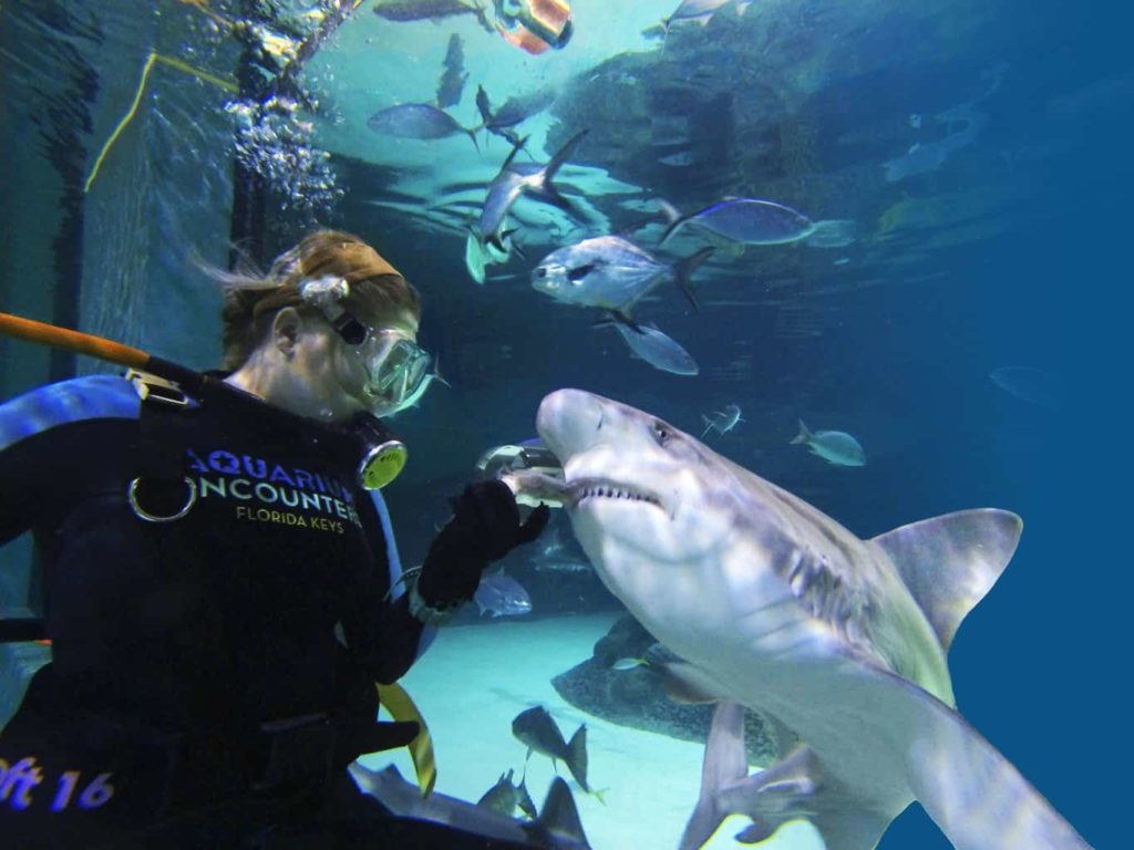 Florida-Keys-Aquarium-Encounters