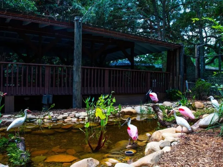 Best Things to Do in Gainesville, Florida - Santa Fe College Teaching Zoo
