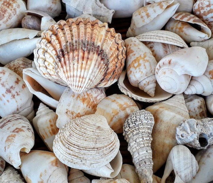 18 Best Shelling Beaches in Florida | Best Beaches to Collect Stunning Beach Shells