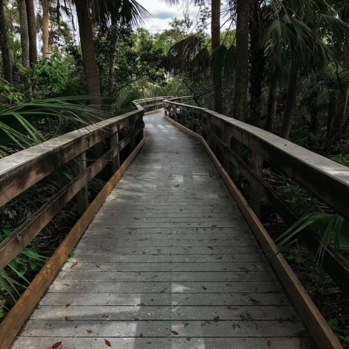 Gumbo Limbo Trail, Everglades: Everything to know BEFORE you go