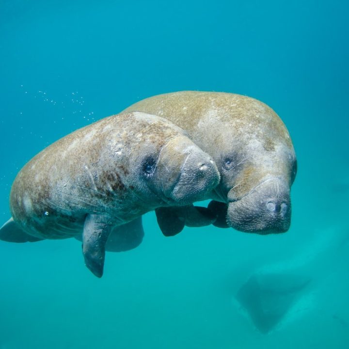 14 Best Places to See Manatees in Florida