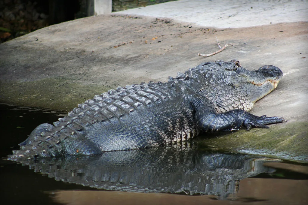 Alligator and Wildlife Discovery Center