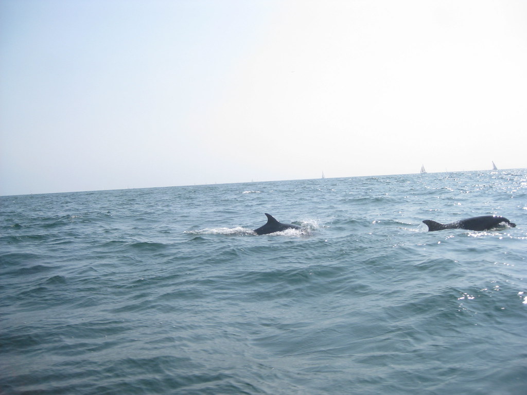 Dolphins at Venice Beach