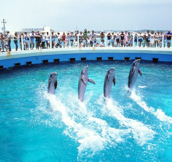 14 Best Aquariums in Florida You Definitely Should Check Out!