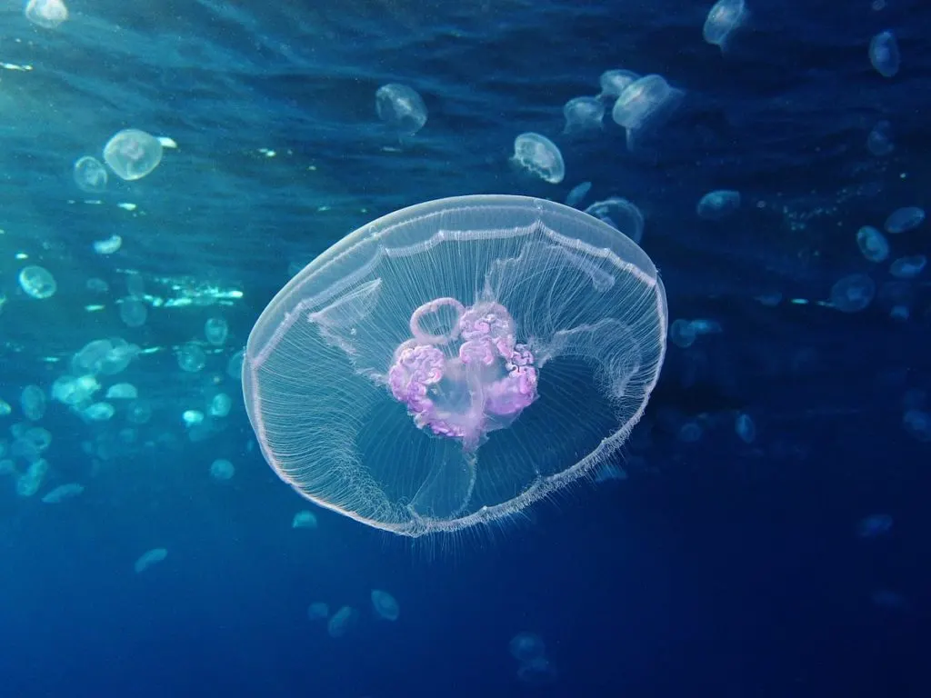Moon_jellyfish