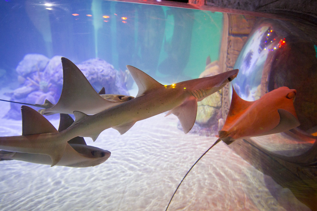 Sea Life Orlando Aquarium – Orlando
