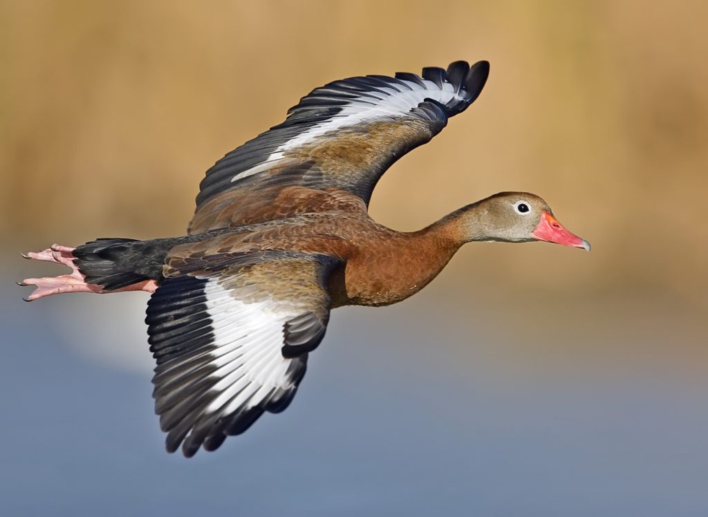 Whistling-duck-flight