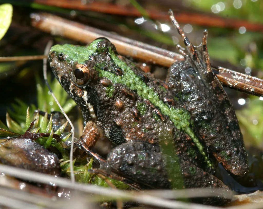 southern-frog