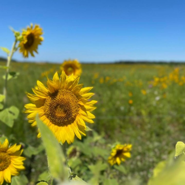 19 Best Sunflower Fields in Florida You Should Visit