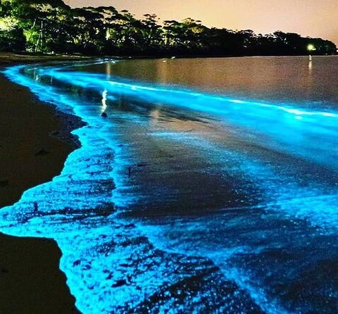 10 Best Places to Go Bioluminescence Kayaking in Florida 
