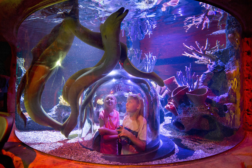 Sea Life Orlando Aquarium – Orlando