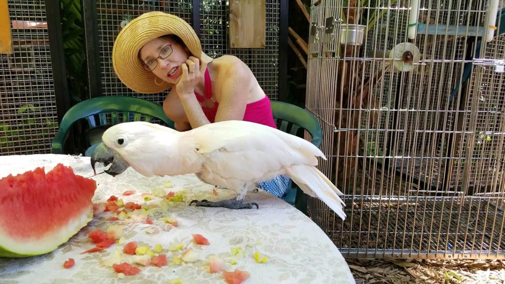 The Parrots at Nancy Forrester’s Secret Garden