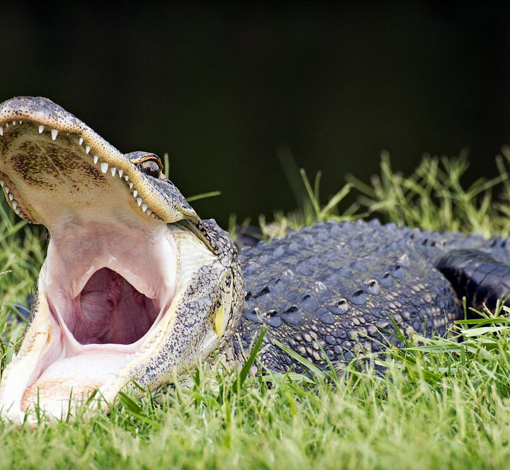 Lake Alice, Gainesville, Florida alligators in florida