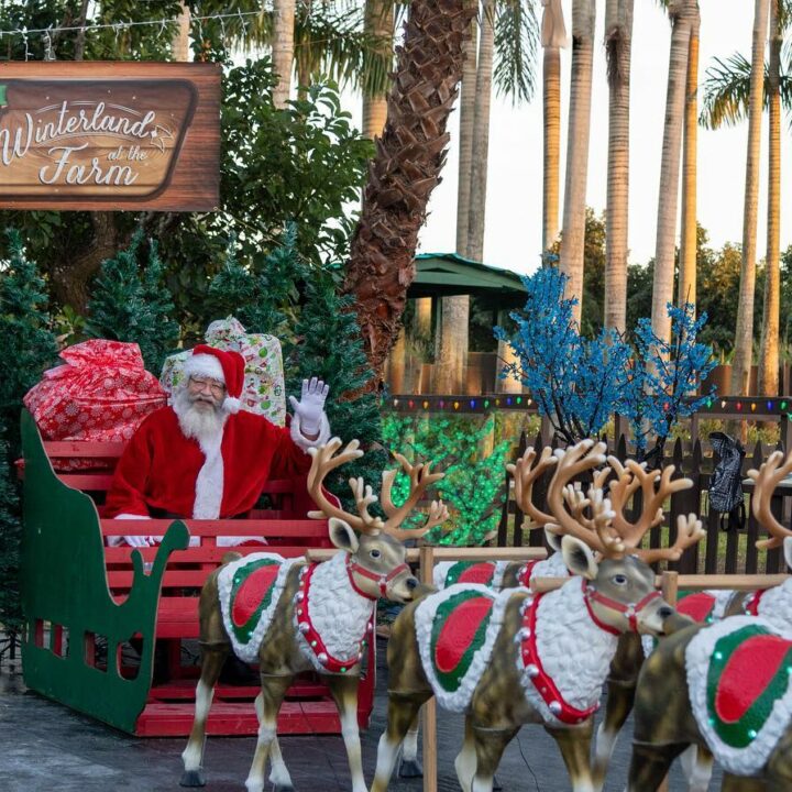 14 Best Things to Do in Miami At Christmas!